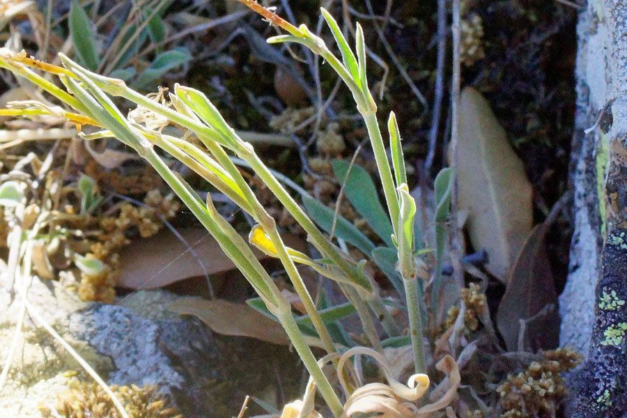 Silene nodulosa